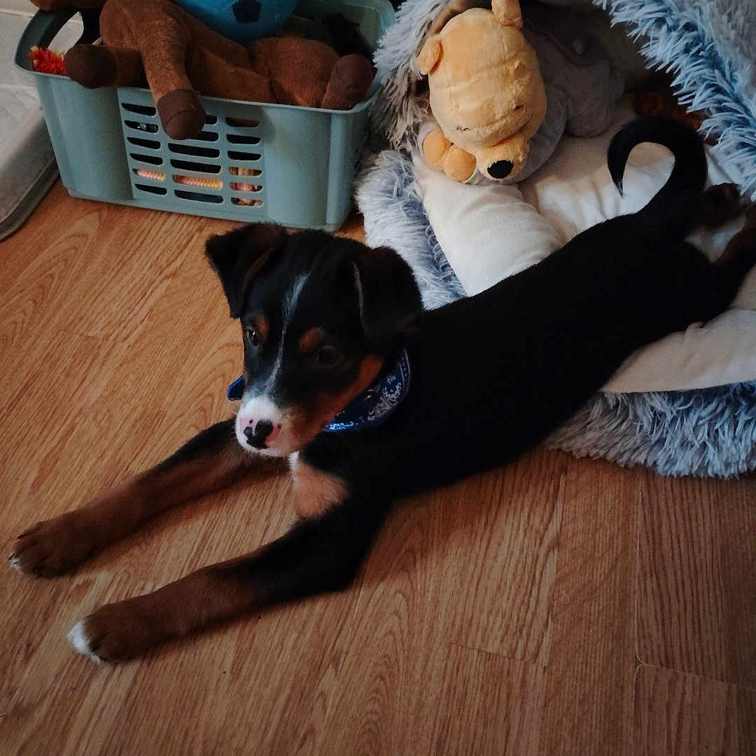 Rawen participe au concours pour gagner de l'argent avec cette photo : animal, ball, canine, couch, dog, football, furniture, hardwood, hound, indoors, pet, plush, puppy, soccer, soccerball, sport, tennis, tennisball, toy, wood