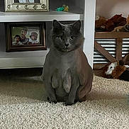 Taco is registered to the contest to win money with this photo: adorable, carpet, carpet_texture, cat, cozy, framed_photo, furniture, gray_cat, home_decor, indoor, mammary_glands, neutral_expression, pet, plush_toy, portrait, shelf, sitting, staring, toys, whiskers