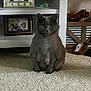 adorable, carpet, carpet_texture, cat, cozy, framed_photo, furniture, gray_cat, home_decor, indoor, mammary_glands, neutral_expression, pet, plush_toy, portrait, shelf, sitting, staring, toys, whiskers