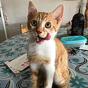 Biscuit a rejoint le concours — aidez-le/la à gagner de superbes lots ! aegean_cat, american_wirehair, cat, cat_like_mammal, domestic_short_haired_cat, german_rex, kitten, singapura, small_to_medium_sized_cats, whiskers