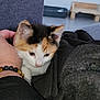 Dragibus a rejoint le concours — aidez-le/la à gagner de superbes lots ! kitten, calico, cat, pet, hand, bracelet, beads, indoor, blanket, furniture, comfort, cozy, animal, cute, young, fur, resting, closeup, person, arm
