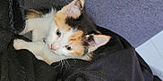 Dragibus a rejoint le concours — aidez-le/la à gagner de superbes lots ! kitten, calico, cat, fleece_blanket, black_blanket, curious, small, pet, fur, animal, indoor, cozy, soft, texture, resting, cute, whiskers, ears, young, domestic_cat