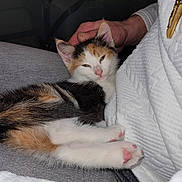 Dragibus a rejoint le concours — aidez-le/la à gagner de superbes lots ! kitten, calico, cat, pet, sleepy, hand, lap, white_sweater, jeans, fur, cozy, indoor, person, animal, pink_nose, paw, resting, cute, snuggling, gentle