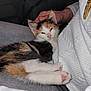 animal, calico, cat, cozy, cute, fur, gentle, hand, indoor, jeans, kitten, lap, paw, person, pet, pink_nose, resting, sleepy, snuggling, white_sweater