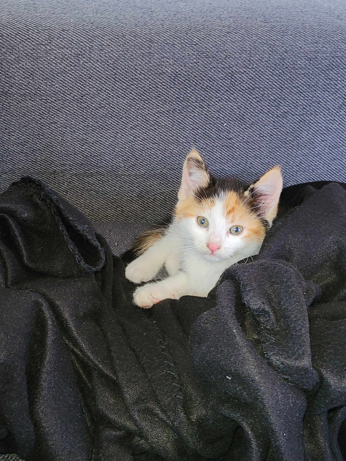 Dragibus participe au concours pour gagner de l'argent avec cette photo : kitten, calico, cat, pet, animal, feline, cute, black_blanket, cozy, indoor, sofa, resting, young, curious, whiskers, ears, fur, pink_nose, small, comfort