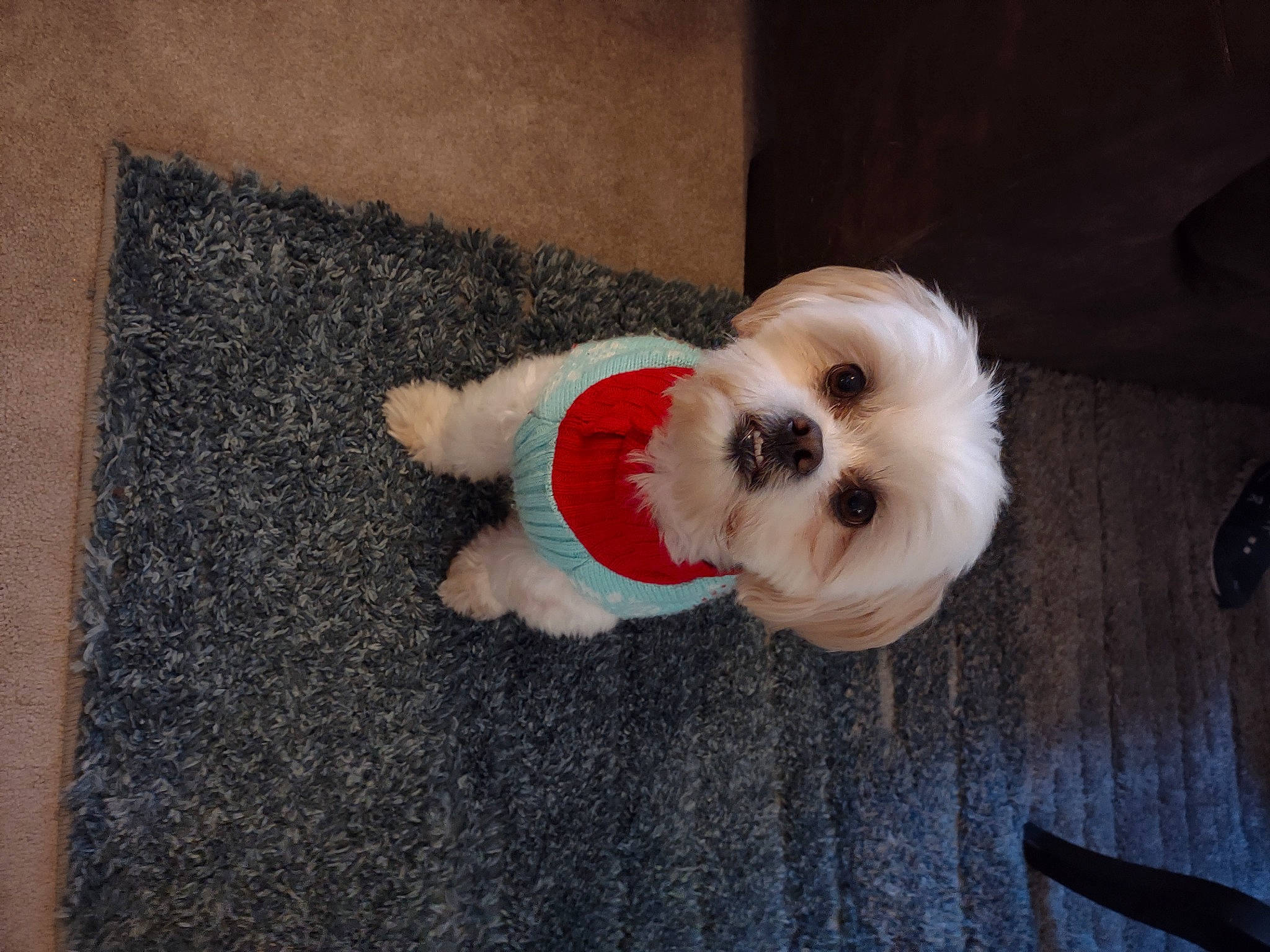 Bubby joined the competition — help win amazing prizes! canidae, carnivore, companion_dog, corgi_chihuahua, dog, dog_breed, dog_clothes, dog_supply, fawn, flooring, fur, pet_supply, small_terrier, snout, sporting_group, stuffed_toy, tail, toy_dog, wood, working_animal