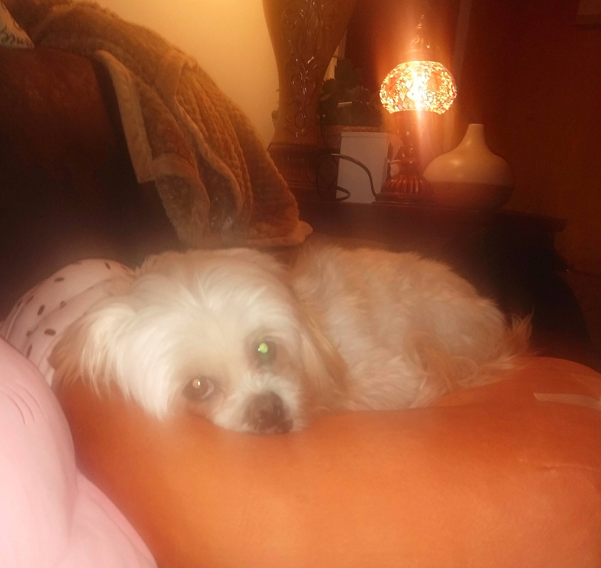 Bubby is registered to the contest to win money with this photo: bichon, canidae, carnivore, cloud, comfort, companion_dog, dog, dog_breed, fawn, fur, lamp, light, poodle_crossbreed, puppy_love, small_terrier, sporting_group, terrier, toy_dog, whiskers, working_animal