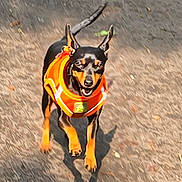 Sally participe au concours pour gagner de l'argent avec cette photo : dog, small_dog, life_jacket, orange, black, tan, standing, outdoor, shadow, animal, pet, ears_up, looking_up, excited, pavement, sunlight, daytime, canine, fur, alert