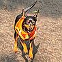 dog, small_dog, life_jacket, orange, black, tan, standing, outdoor, shadow, animal, pet, ears_up, looking_up, excited, pavement, sunlight, daytime, canine, fur, alert