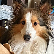 Barkley joined the competition — help win amazing prizes! dog, shetland_sheepdog, pet, fluffy, close_up, indoor, portrait, fur, animal, canine, ears, face, cute, domestic_animal, muzzle, whiskers, alert, brown, white, black