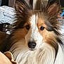 dog, shetland_sheepdog, pet, fluffy, close_up, indoor, portrait, fur, animal, canine, ears, face, cute, domestic_animal, muzzle, whiskers, alert, brown, white, black