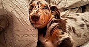 Milo is registered to the contest to win money with this photo: dog, sleeping, merle, fur, pillow, blanket, cozy, resting, cute, pet, animal, indoor, soft, comfort, relaxation, snuggle, brown, white, texture, nap