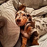dog, sleeping, merle, fur, pillow, blanket, cozy, resting, cute, pet, animal, indoor, soft, comfort, relaxation, snuggle, brown, white, texture, nap