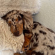 Milo is registered to the contest to win money with this photo: dog, puppy, dachshund, sleeping, spotted, fur, fluffy, cushion, relaxing, cozy, indoors, pet, animal, cute, rest, soft, brown, cream, nap, adorable