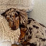 dog, puppy, dachshund, sleeping, spotted, fur, fluffy, cushion, relaxing, cozy, indoors, pet, animal, cute, rest, soft, brown, cream, nap, adorable