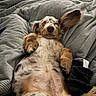 Milo is registered to the contest to win money with this photo: puppy, dog, sleeping, bed, blanket, cozy, relaxed, pet, fur, paw, ear, cute, animal, indoors, resting, comfort, texture, nap, adorable, lying_down