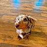 dog, puppy, dachshund, dappled, brown, black, white, pet, indoor, wooden_floor, flooring, looking_up, cute, young_dog, fur, ears, small_dog, animal, domestic_animal, companion