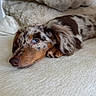 Milo is registered to the contest to win money with this photo: dog, dachshund, puppy, lying_down, blue_eyes, fur, brown, white, spotted, couch, pillow, indoor, cozy, resting, pet, animal, cute, relaxed, soft_texture, snug