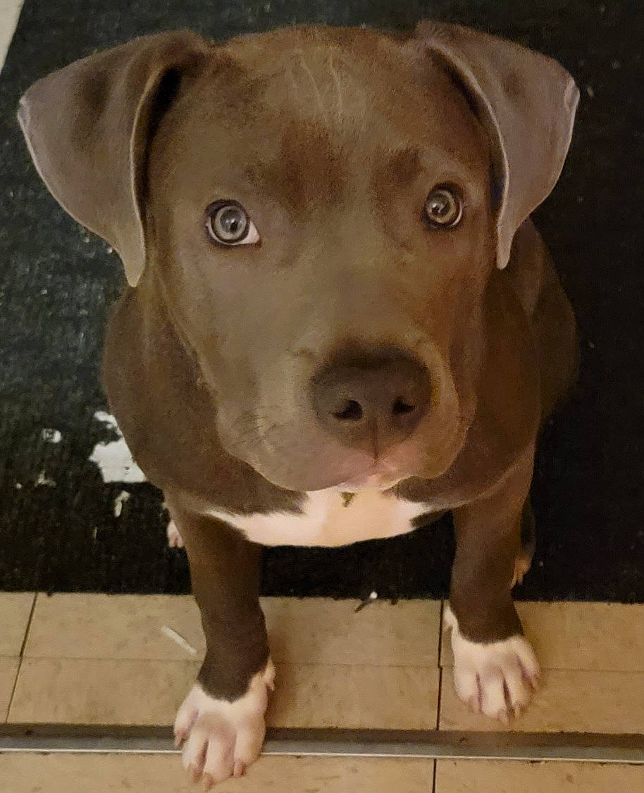 Ace joined the competition — help win amazing prizes! canidae, carnivore, companion_dog, dog, dog_breed, fawn, hunting_dog, jaw, liver, non_sporting_group, snout, sporting_group, terrestrial_animal, whiskers, wood, working_animal