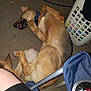 Rocky joined the competition — help win amazing prizes! dog, carpet, laundry_basket, clothes, floor, collar, relaxed, indoor, paw, tongue, person, leg, chair, metal_frame, black_shorts, brown_dog, sleeping, domestic, home, pet