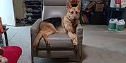 Rocky is registered to the contest to win money with this photo: dog, german_shepherd, chair, living_room, carpet, furniture, wall_photos, home_interior, pet, relaxed, domestic, indoor, storage_boxes, household_items, cozy, portrait, animal, paw, ear, fur