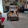 animal, carpet, chair, cozy, dog, domestic, ear, fur, furniture, german_shepherd, home_interior, household_items, indoor, living_room, paw, pet, portrait, relaxed, storage_boxes, wall_photos