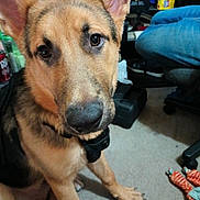 Rocky joined the competition — help win amazing prizes! dog, puppy, german_shepherd, close_up, indoor, carpet, toy, person, floor, ears, nose, pet, animal, canine, brown, black, eyes, collar, cute, curious