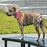 Fallout joined the competition — help win amazing prizes! dog, brindle_coat, pink_collar, bench, outdoor, park, grass, concrete_steps, side_view, canine, alert, standing, animal, pet, urban, daylight, nature, fence, metal_bench, quiet