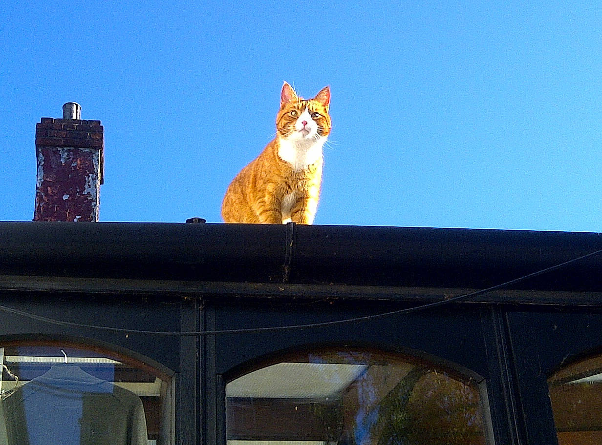 Tyler is registered to the contest to win money with this photo: brick, building, carnivore, cat, city, domestic_short_haired_cat, facade, felidae, house, metal, outdoor_furniture, roof, shade, sky, small_to_medium_sized_cats, tail, tree, whiskers, window, wood