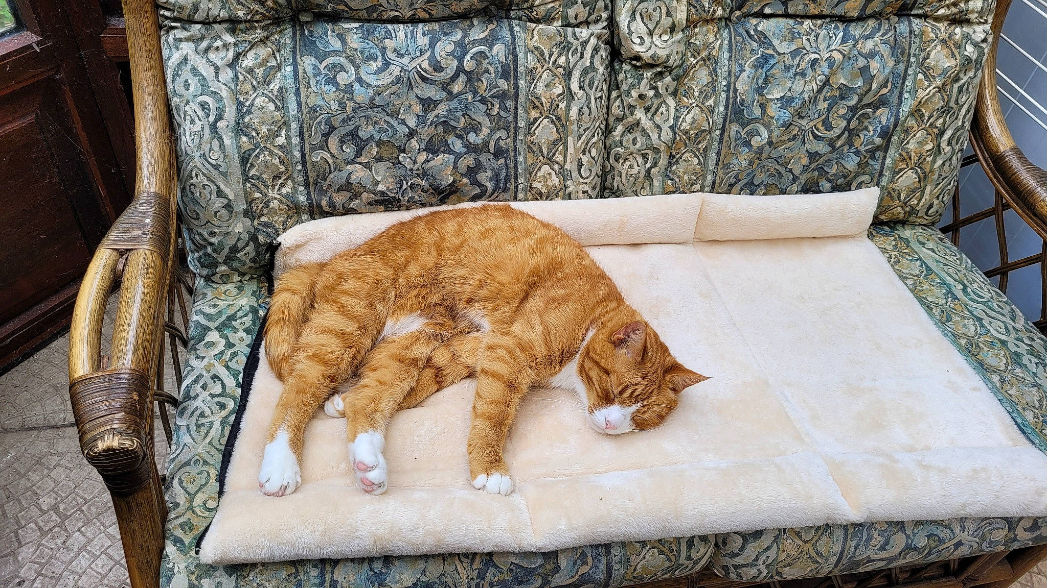 Tyler joined the competition — help win amazing prizes! carnivore, cat, comfort, couch, domestic_short_haired_cat, fawn, felidae, flooring, furniture, hardwood, interior_design, rectangle, small_to_medium_sized_cats, sporting_group, table, tail, textile, tree, whiskers, wood