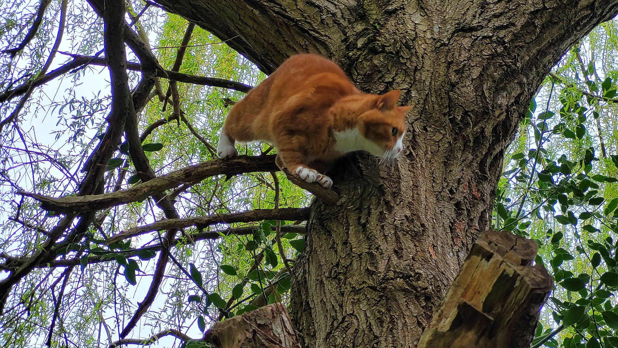 Tyler is registered to the contest to win money with this photo: biome, canidae, carnivore, fawn, felidae, forest, fur, plant, sky, small_to_medium_sized_cats, tail, temperate_broadleaf_and_mixed_forest, terrestrial_animal, tree, trunk, twig, whiskers, wildlife, wood, woodland