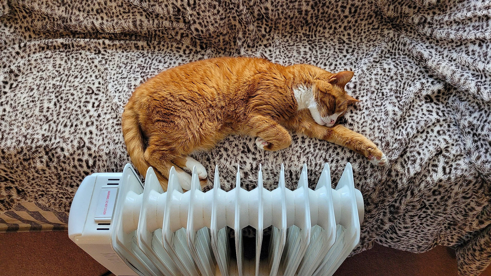 Tyler joined the competition — help win amazing prizes! bone, carnivore, cat, claw, comfort, domestic_short_haired_cat, fawn, felidae, foot, fur, paw, skull, small_to_medium_sized_cats, tail, terrestrial_animal, whiskers, wildlife, wood