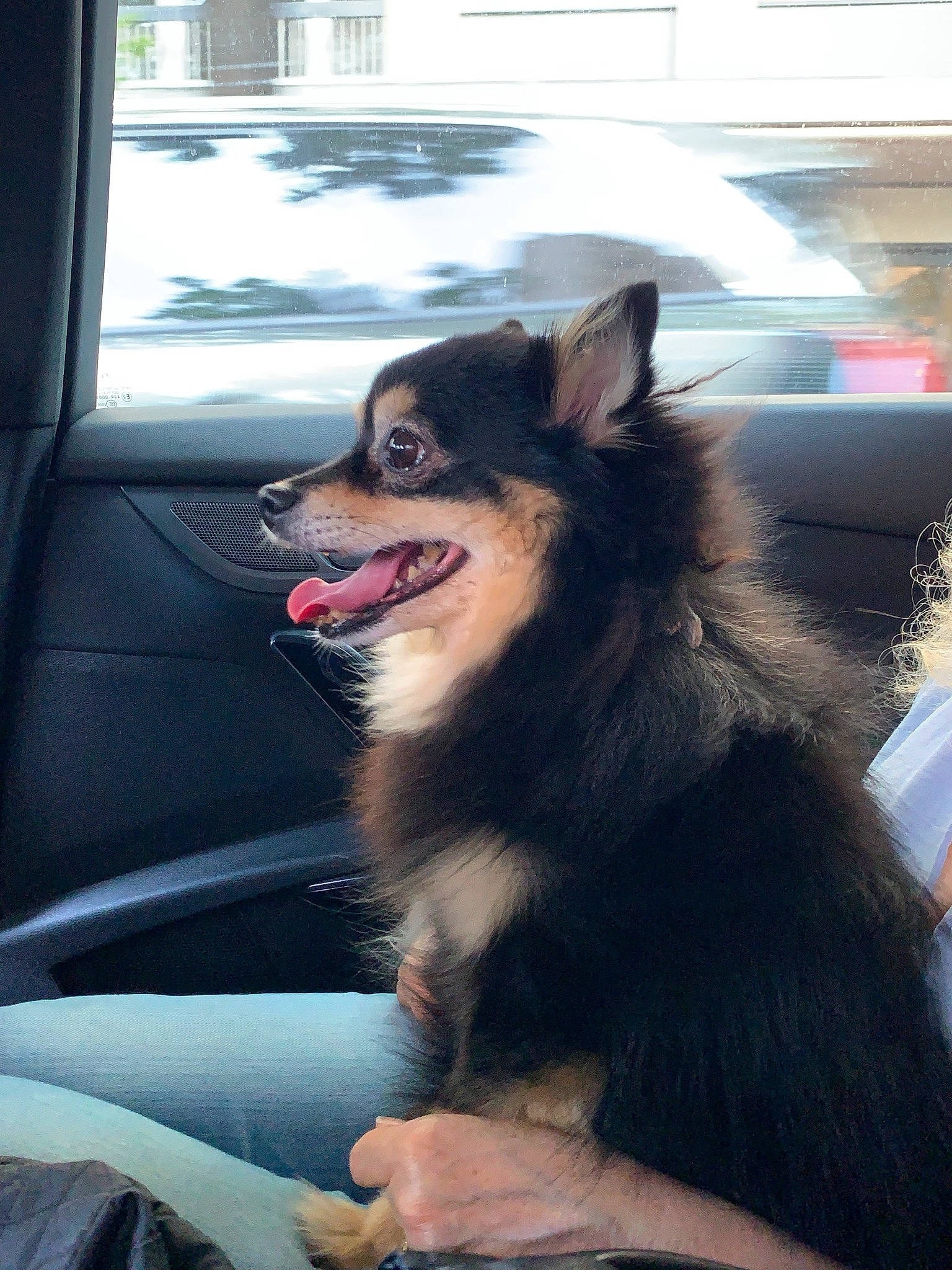 Hawaï participe au concours pour gagner de l'argent avec cette photo : automotive_exterior, canidae, car, carnivore, companion_dog, dog, dog_breed, fur, herding_dog, jaw, personal_luxury_car, snapshot, snout, spitz, sporting_group, vehicle, vehicle_door, whiskers, window, windshield