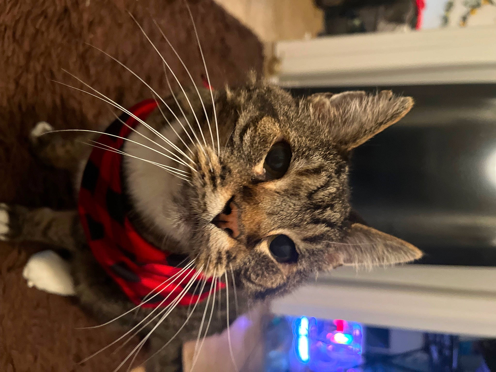 Batman is registered to the contest to win money with this photo: carnivore, cat, claw, computer_keyboard, domestic_short_haired_cat, electric_blue, event, felidae, fur, holiday, paw, small_to_medium_sized_cats, snout, table, whiskers, window, wire