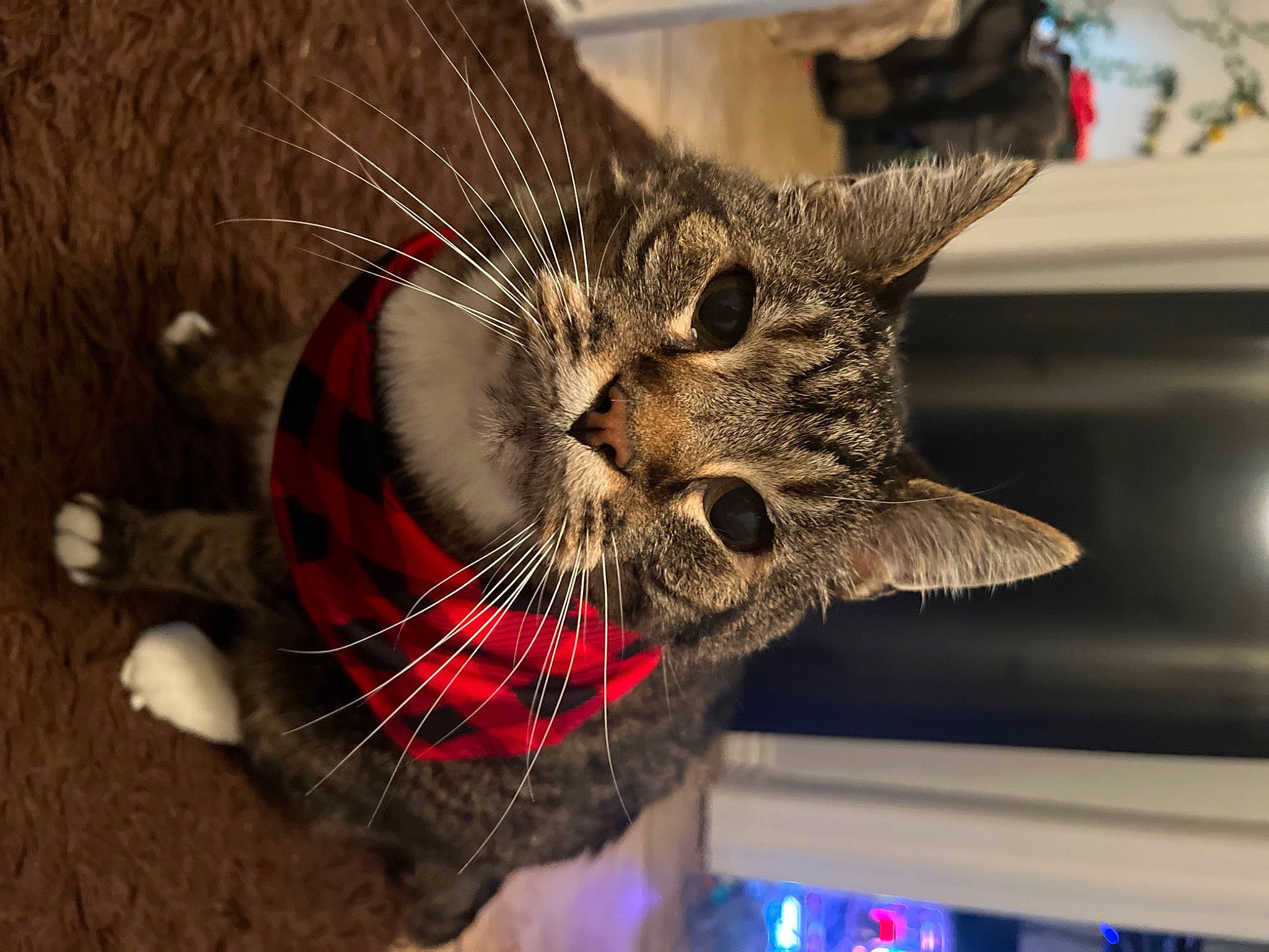 Batman is registered to the contest to win money with this photo: carnivore, cat, claw, domestic_short_haired_cat, eye, fashion_accessory, felidae, fur, holiday, metal, paw, small_to_medium_sized_cats, snout, tail, terrestrial_animal, tree, whiskers, wire