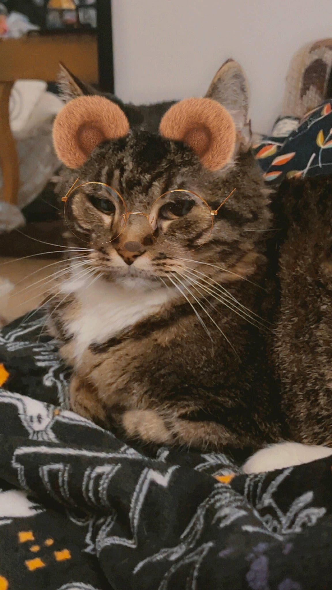 Batman joined the competition — help win amazing prizes! carnivore, cat, cat_supply, claw, domestic_short_haired_cat, felidae, fur, paw, sitting, small_to_medium_sized_cats, snout, terrestrial_animal, whiskers, window