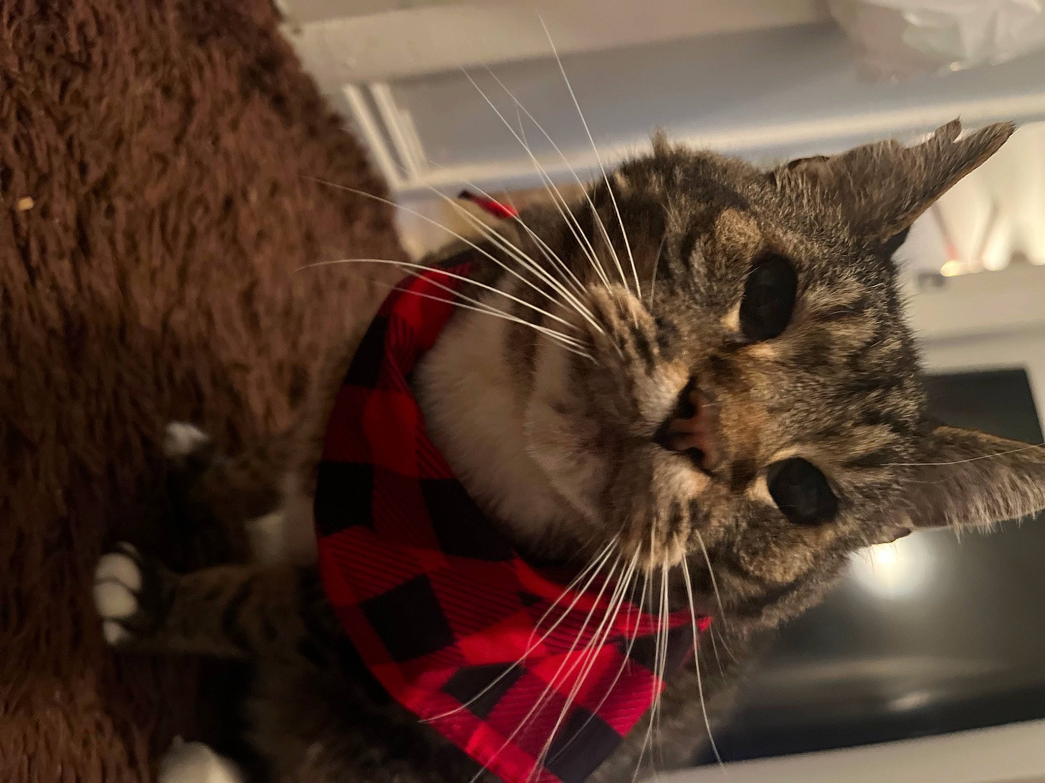 Batman joined the competition — help win amazing prizes! carnivore, cat, claw, comfort, domestic_short_haired_cat, felidae, fur, holiday, pattern, paw, plaid, small_to_medium_sized_cats, snout, tail, tartan, whiskers, window, wood