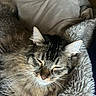 Loki joined the competition — help win amazing prizes! animal, blanket, cat, closeup, comfort, cozy, cute, domestic_cat, feline, fluffy, fur, indoor, nap, pet, relaxed, resting, sleeping, soft, tabby, whiskers