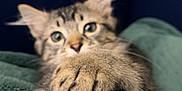 Loki joined the competition — help win amazing prizes! animal, blanket, blue_background, cat, closeup, cozy, curious, cute, ears, feline, fur, green, indoor, kitten, paws, pet, resting, soft, whiskers, young