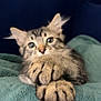 kitten, cat, paws, fur, pet, animal, cute, soft, blanket, green, blue_background, indoor, closeup, feline, young, whiskers, ears, curious, resting, cozy