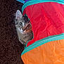 kitten, cat, play_tunnel, colorful, curious, pet, animal, indoor, carpet, brown, orange, purple, green, fur, whiskers, cute, small, young, eye_contact, playful