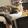 Loki is registered to the contest to win money with this photo: animal, books, bookshelf, box, cat, cat_tree, cozy, decor, domestic_cat, fluffy, furniture, home, indoor, pet, relaxing, resting, shelf, sleeping, tabby, tail