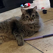Loki joined the competition — help win amazing prizes! animal, books, bookshelf, cat, curious, cute, domestic_cat, floor, fluffy, furniture, home, indoor, looking, pet, playful, relaxed, resting, tabby_cat, tile_floor, toy