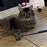 animal, books, bookshelf, cat, curious, cute, domestic_cat, floor, fluffy, furniture, home, indoor, looking, pet, playful, relaxed, resting, tabby_cat, tile_floor, toy