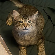 Loki is registered to the contest to win money with this photo: animal, bed, blanket, cat, companion, cozy, curious, cute, domestic, ears, feline, fur, indoor, mammal, paws, pet, relaxed, sleeping_area, tabby, whiskers