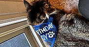 Loki is registered to the contest to win money with this photo: animal, bandana, birthday, black, blue, brown, cat, closeup, curious, domestic, door, fur, indoor, pet, plaid, relaxed, side_view, tabby, whiskers, window