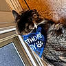 animal, bandana, birthday, black, blue, brown, cat, closeup, curious, domestic, door, fur, indoor, pet, plaid, relaxed, side_view, tabby, whiskers, window