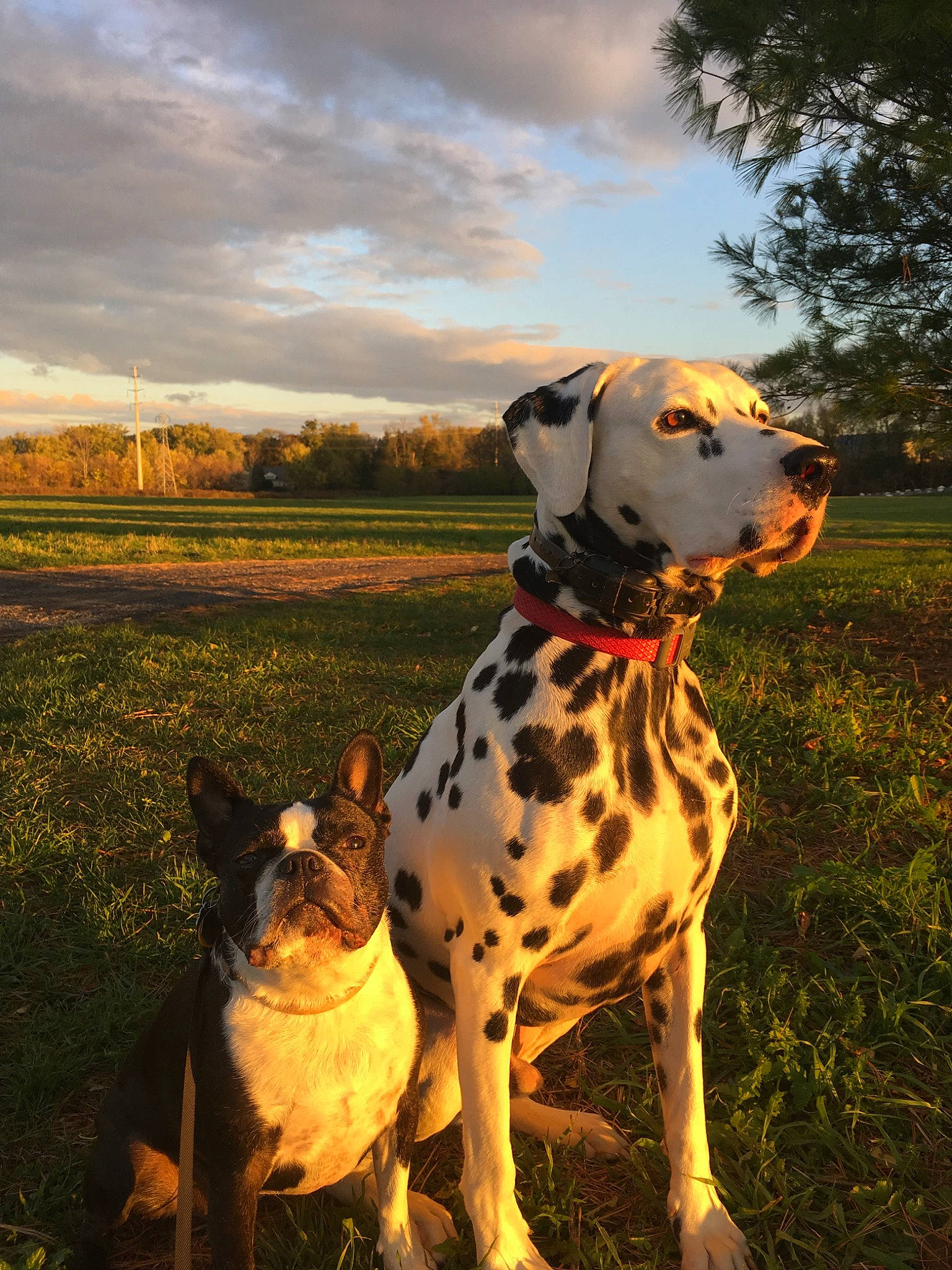 Einstein joined the competition — help win amazing prizes! canidae, carnivore, dalmatian, dog, dog_breed, dog_collar, fawn, louisiana_catahoula_leopard_dog, mammal, non_sporting_group, sky, snout, sporting_group, sunlight, vertebrate