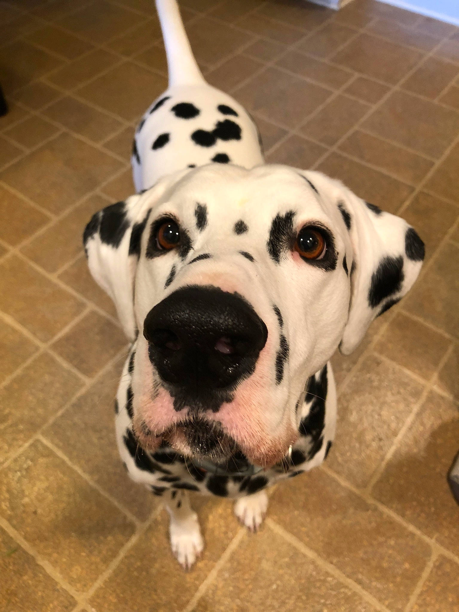 Einstein is registered to the contest to win money with this photo: canidae, carnivore, companion_dog, dalmatian, dog, dog_breed, fawn, mammal, non_sporting_group, snout, sporting_group