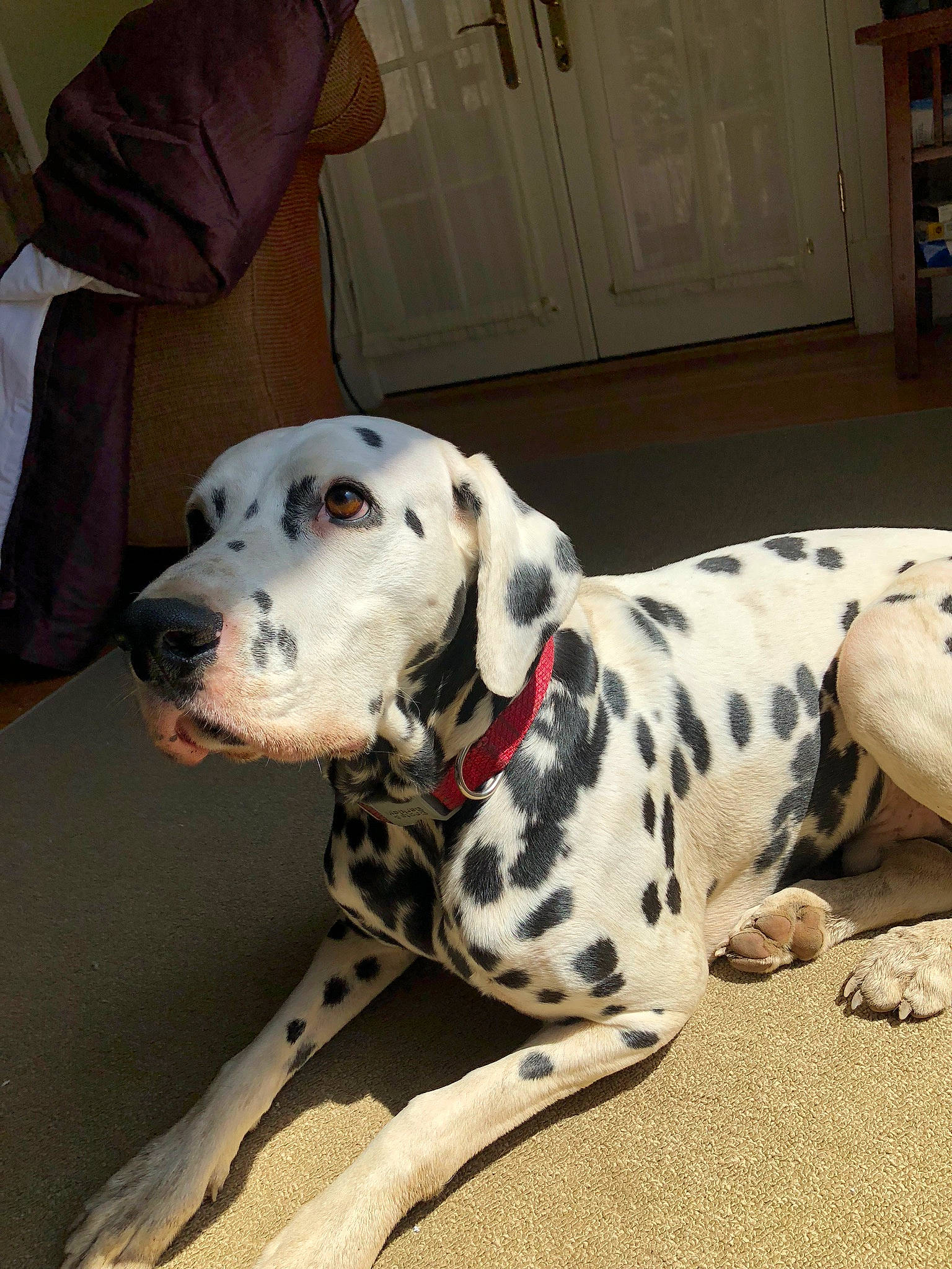 Einstein is registered to the contest to win money with this photo: canidae, carnivore, dalmatian, dog, dog_breed, great_dane, mammal, non_sporting_group, snout, sporting_group, vertebrate